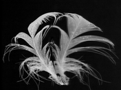 Feather light dancer