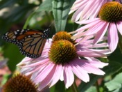 The Monarch and the Coneflower