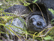 Snapping Turtle