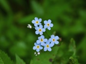 Don't Forget About Forget-Me-Nots