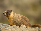 Marmot