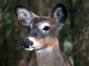 Curious Deer