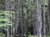 The hiking trail begins