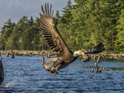 bald eagle catch of the day