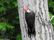 Pileated Woodpecker 