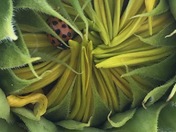 Snug as a bug in a bud