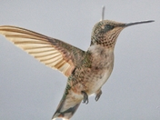 Humming bird