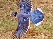 Blue Jay