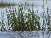 the WAter and the grass
