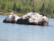 Cormorants in the sun