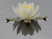 WATER LILLY