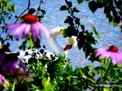 Swan in Flowers