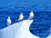 Black-legged Kittiwakes