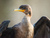 Sunbathing Cormorant 
