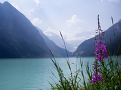Monkshood at Lake Louise 
