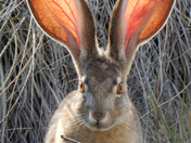 Can you hear me now?