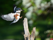 Kingfisher landing / Atterissage
