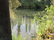 Reflections of a Northern Spring