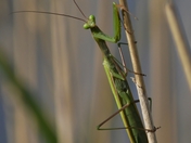praying mantis