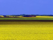 Canola Fields