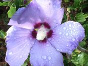 Blue Rose of Sharon