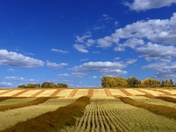 Canola Swaths