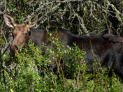 Moose at Cypress Hills Saskatchewan