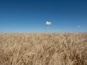 Saskatchewan Wheat Field