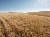 Saskatchewan Wheat Lands