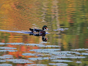 Wood Duck Reflection