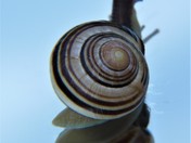 A snail