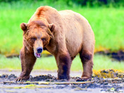 One Tough Male Grizzly