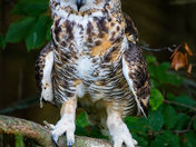 Bossy Owl 