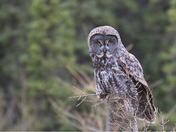 Great Grey Owl
