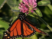 butterfly and clover