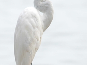 great egret