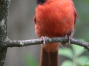 male cardinal