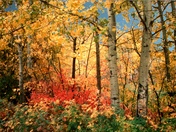 Fall Colors
