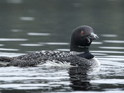 Preening Loon