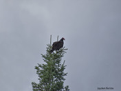 turkey vulture 