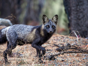 Grey Fox