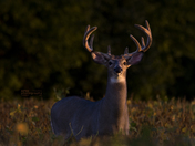 White-tailed Buck In a Golden Glow