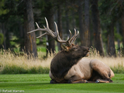 Majestic Bull Elk 
