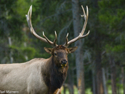 Bull elk close up 