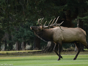 at the edge of the forest 