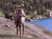 Big Horned Sheep 