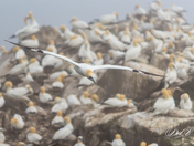 Northern Gannet