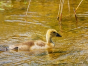 bÃ©bÃ© bernache du Canada