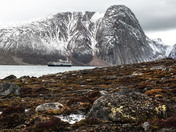 A garden of moss and flowers