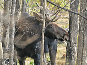Young Bull Moose